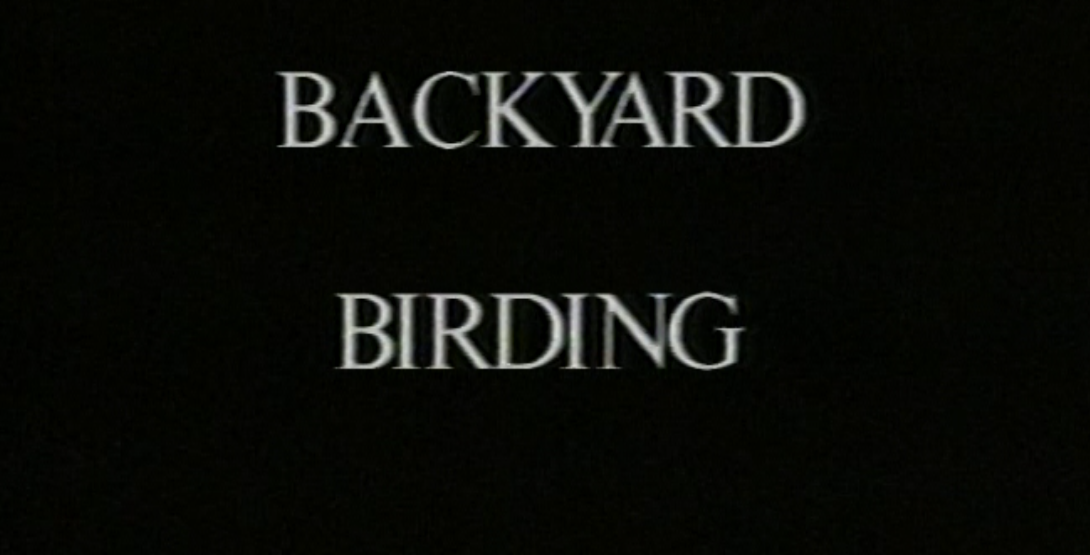 Backyard Birding