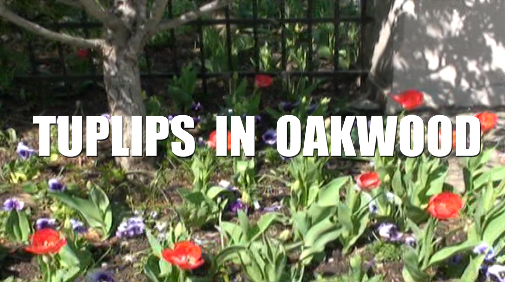 Tulips In Oakwood