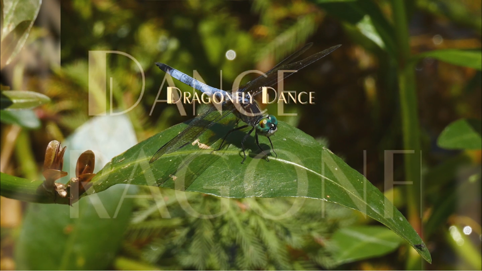 Dragonfly Dance - John DeBoer