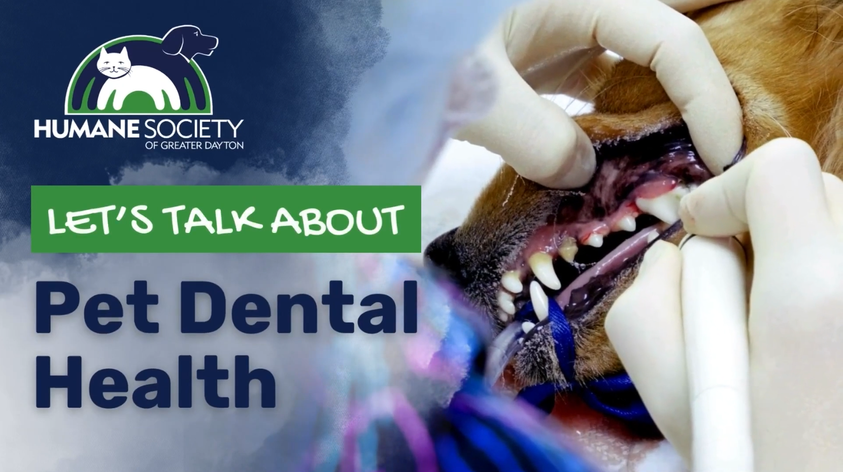 Humane Society of Greater Dayton: Your Pets' Dental Health
