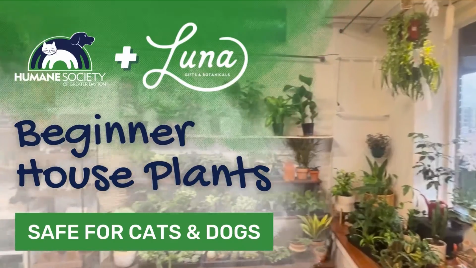 Humane Society of Greater Dayton: House Plants that are Safe for Cats and Dogs