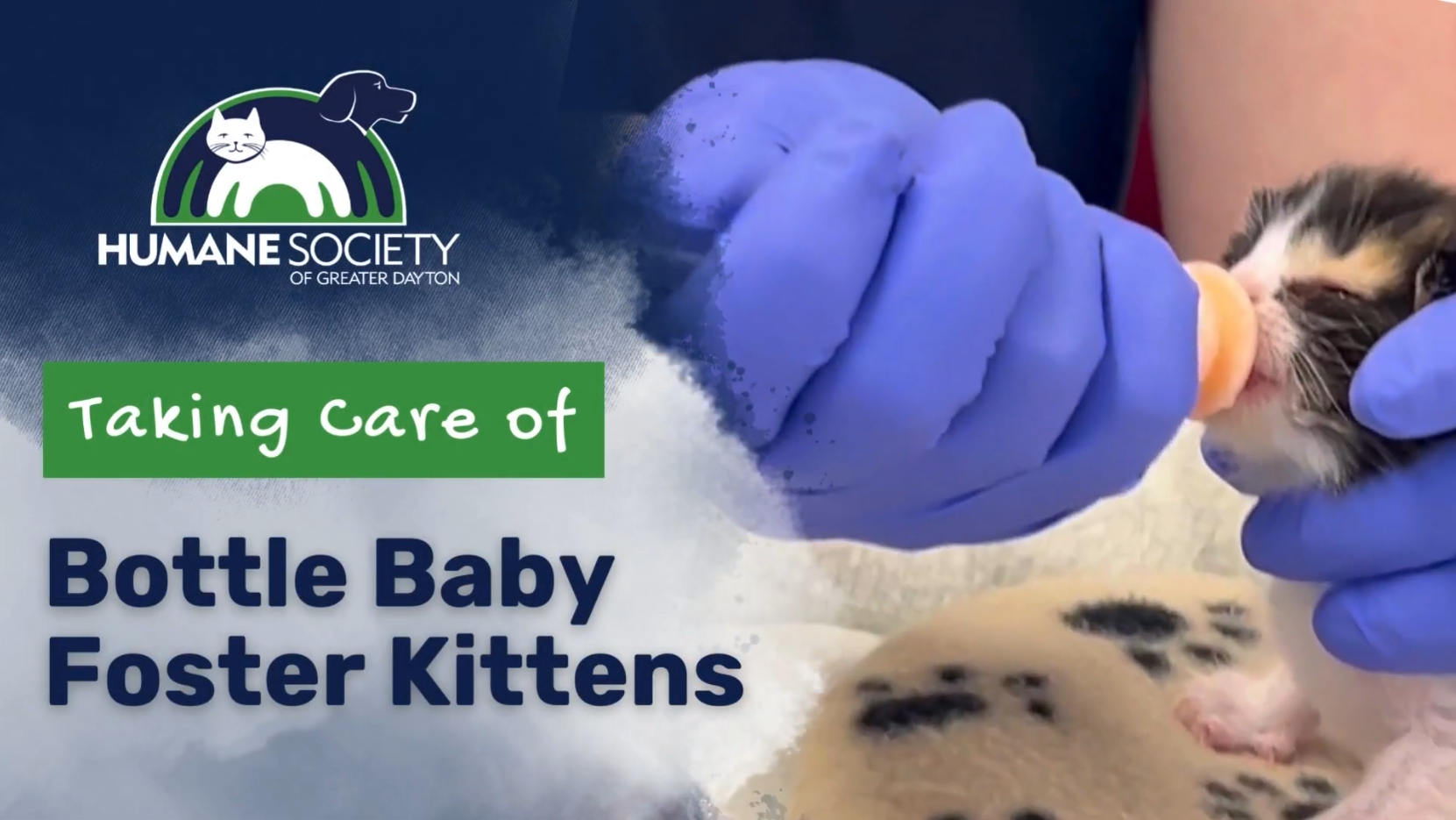 Humane Society of Greater Dayton: How to Keep Bottle Baby Kittens Healthy